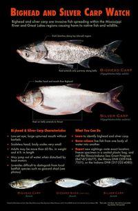 Asian Carp