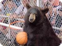 Basketball Bear