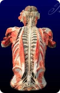 Body Worlds