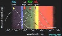 Cone Spectra