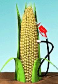 Corn With Pump