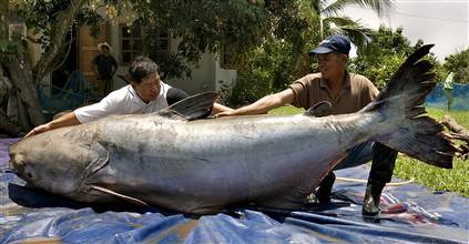 Giant Catfish