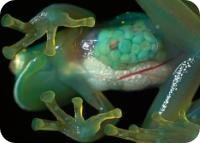 Glass Frog