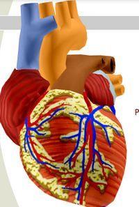 Heart Anatomy