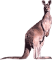 Kangaroo