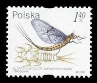 Mayfly