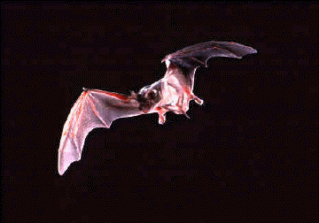 Mexican Bat