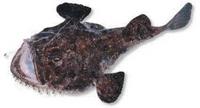 Monk Fish