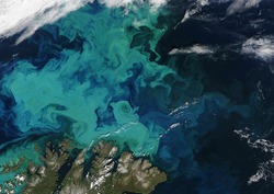 Plankton Bloom