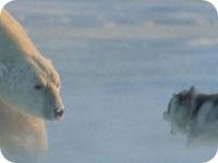 Polar Bear Vs Dog