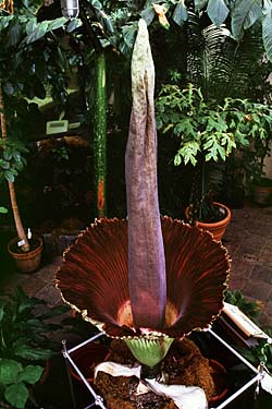 Titan Arum