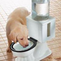 Toilet Dog Bowl