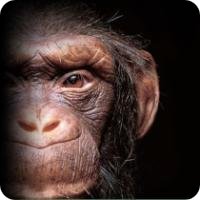 WowWee Chimpanzee